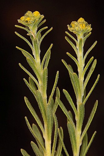 Haplophyllum rosmarinifolium (Pers.) G. Don