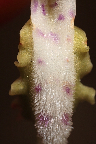 Himantoglossum hircinum (L.) Spreng.