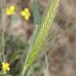Hordeum leporinum Link