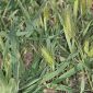 Hordeum leporinum Link