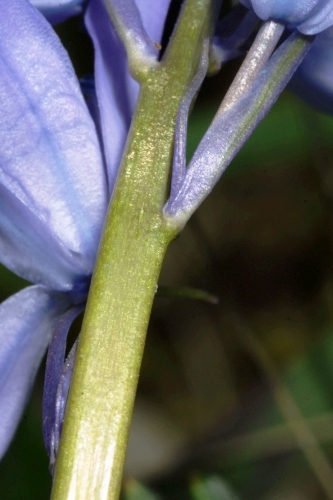 Hyacinthoides hispanica (Mill.) Rothm.