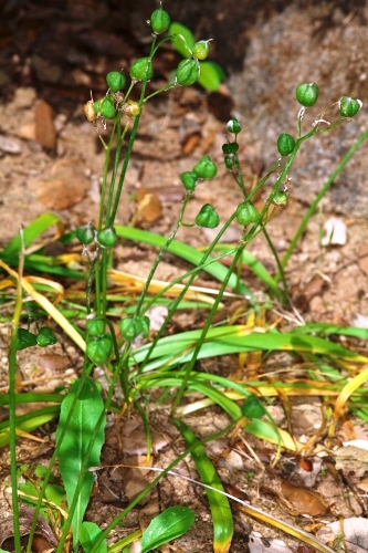 Hyacinthoides hispanica (Mill.) Rothm.