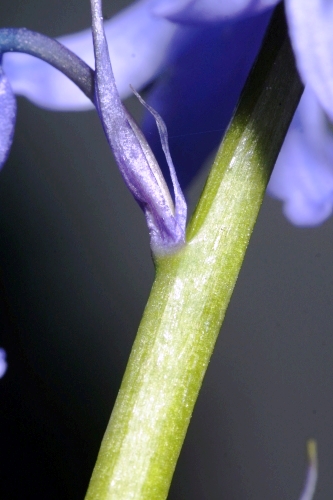 Hyacinthoides non-scripta (L.) Chouard ex Rothm.