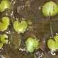 Hydrocharis morsus-ranae L.