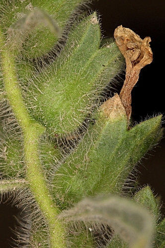 Hyoscyamus albus L.