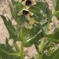 Hyoscyamus niger L.