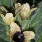 Hyoscyamus niger L.