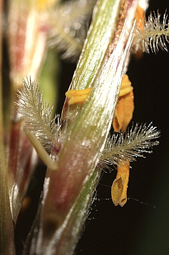 Hyparrhenia hirta (L.) Stapf