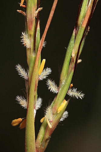 Hyparrhenia hirta (L.) Stapf