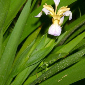 Chamaeiris foetidissima (L.) Medik.