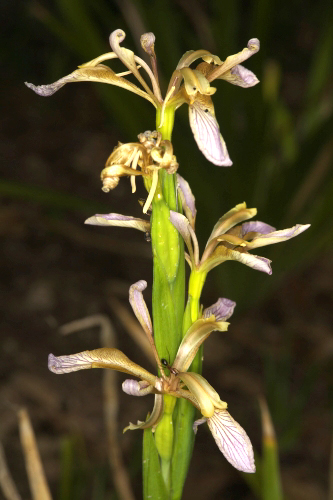 Chamaeiris foetidissima (L.) Medik.