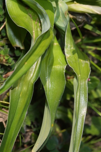 Juno planifolia (Mill.) Asch.