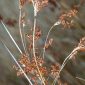 Juncus acutus L.