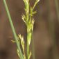 Juncus effusus L.