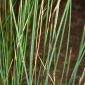Juncus inflexus L.