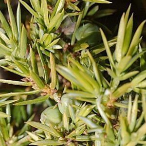 Juniperus communis subsp. alpina (Suter) Čelak.