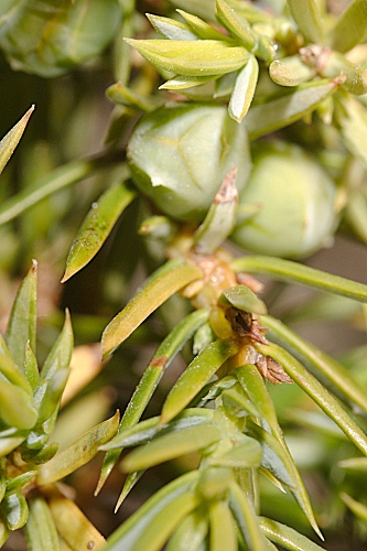 Juniperus communis subsp. alpina (Suter) Čelak.