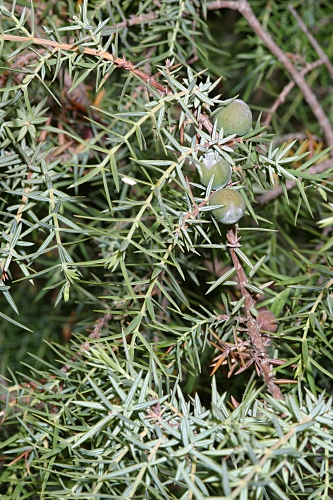 Juniperus communis subsp. communis L.