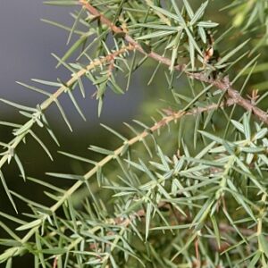Juniperus communis subsp. communis L.