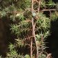 Juniperus oxycedrus subsp. oxycedrus L.