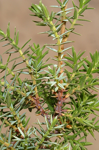Juniperus oxycedrus subsp. oxycedrus L.