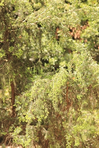 Juniperus oxycedrus subsp. oxycedrus L.