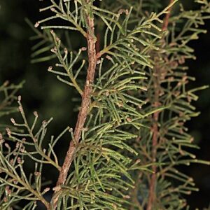 Juniperus phoenicea subsp. phoenicea L.