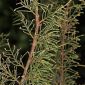 Juniperus phoenicea subsp. phoenicea L.