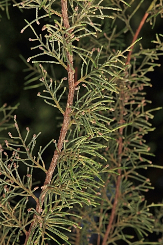 Juniperus phoenicea subsp. phoenicea L.