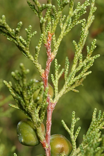 Juniperus phoenicea subsp. turbinata (Guss.) Nyman