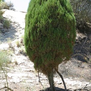 Juniperus phoenicea subsp. turbinata (Guss.) Nyman