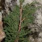 Juniperus sabina L.