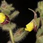 Kickxia spuria (L.) Dumort
