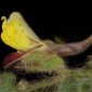 Kickxia spuria (L.) Dumort