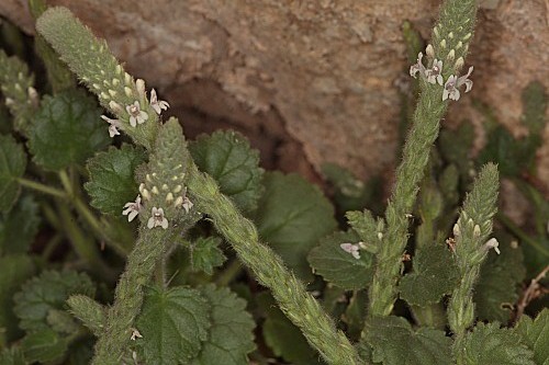 Lafuentea rotundifolia Lag.