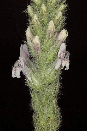 Lafuentea rotundifolia Lag.
