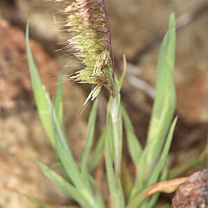 Lamarckia aurea (L.) Moench