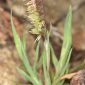 Lamarckia aurea (L.) Moench