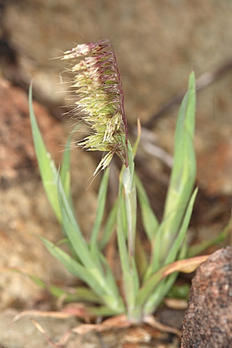 Lamarckia aurea (L.) Moench
