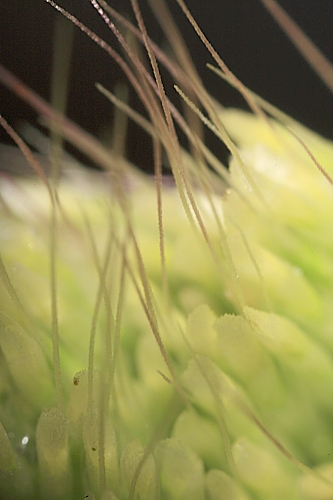 Lamarckia aurea (L.) Moench
