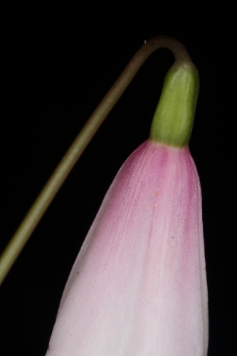 Leucojum trichophyllum Schousb.