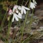 Leucojum trichophyllum Schousb.