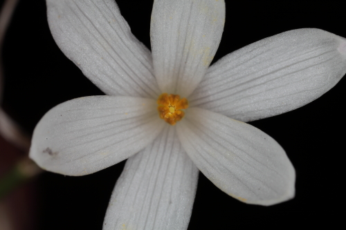 Leucojum trichophyllum Schousb.