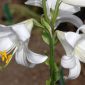 Lilium candidum L.