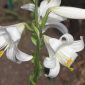 Lilium candidum L.