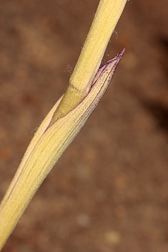Limodorum abortivum (L.) Sw.