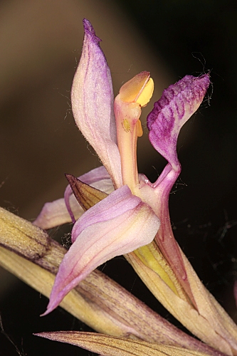 Limodorum abortivum (L.) Sw.