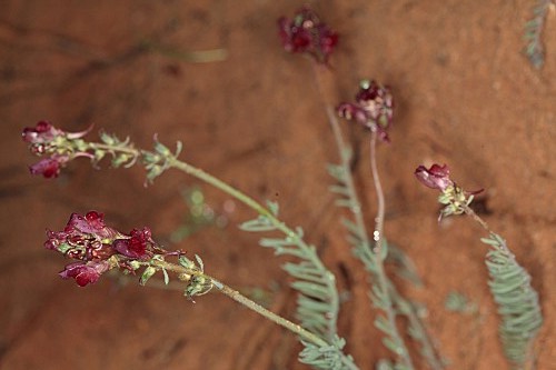 Linaria aeruginea subsp. aeruginea (Gouan) Cav.