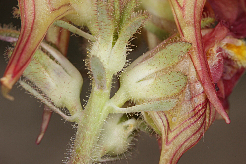 Linaria aeruginea subsp. aeruginea (Gouan) Cav.