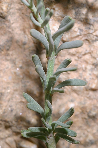Linaria alpina subsp. alpina (L.) Mill.